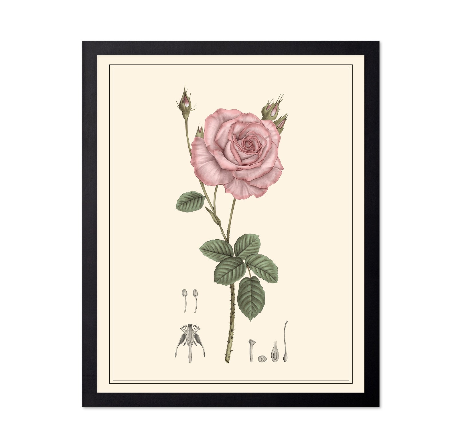 Pink Rose Botanical