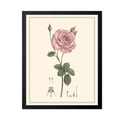 Pink Rose Botanical