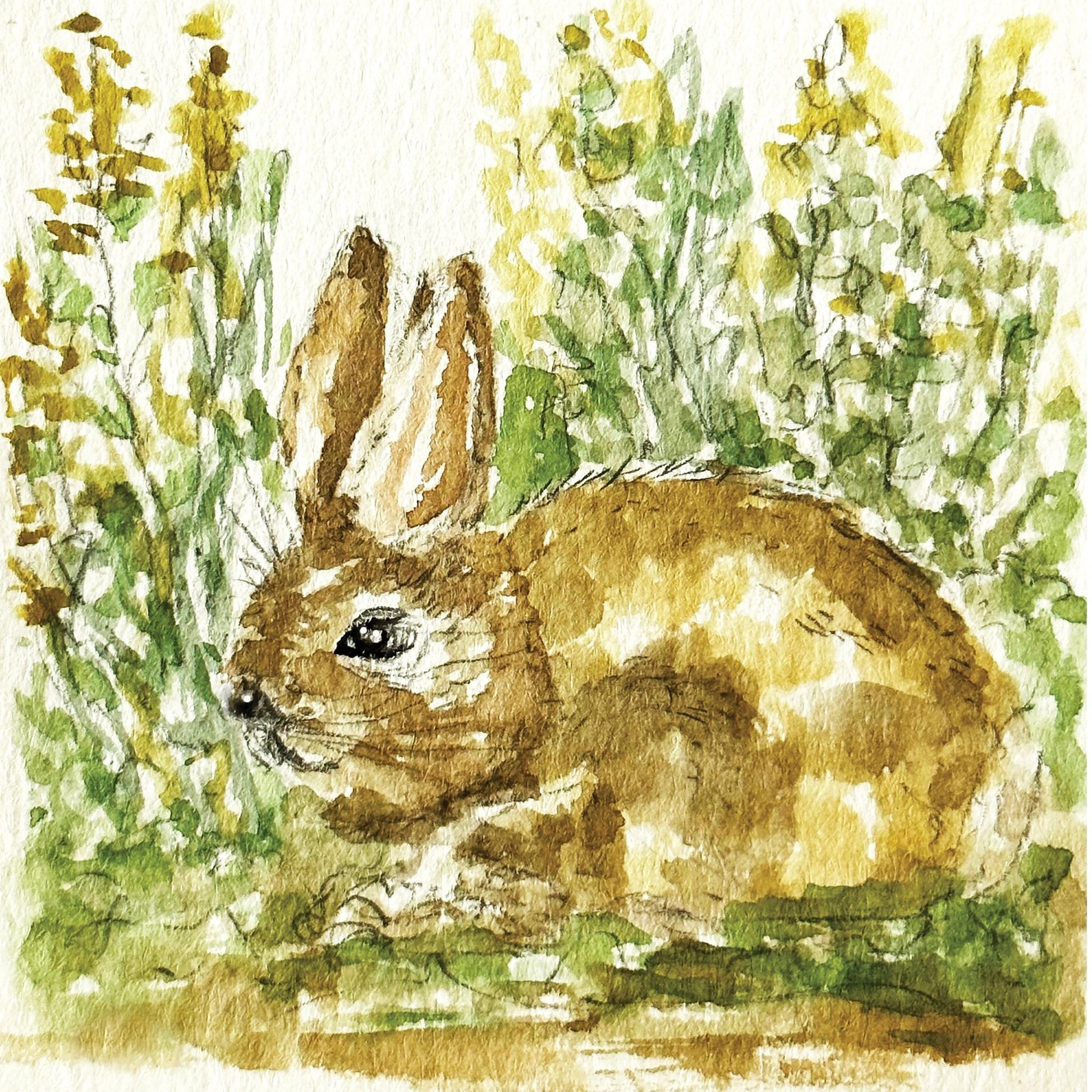 Woodland Bunny Study