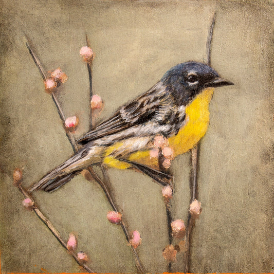 Golden Throat Sparrow