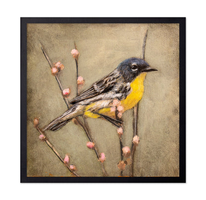 Golden Throat Sparrow