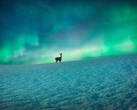 Aurora Deer Scene