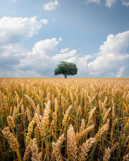 Lone Tree Field No2