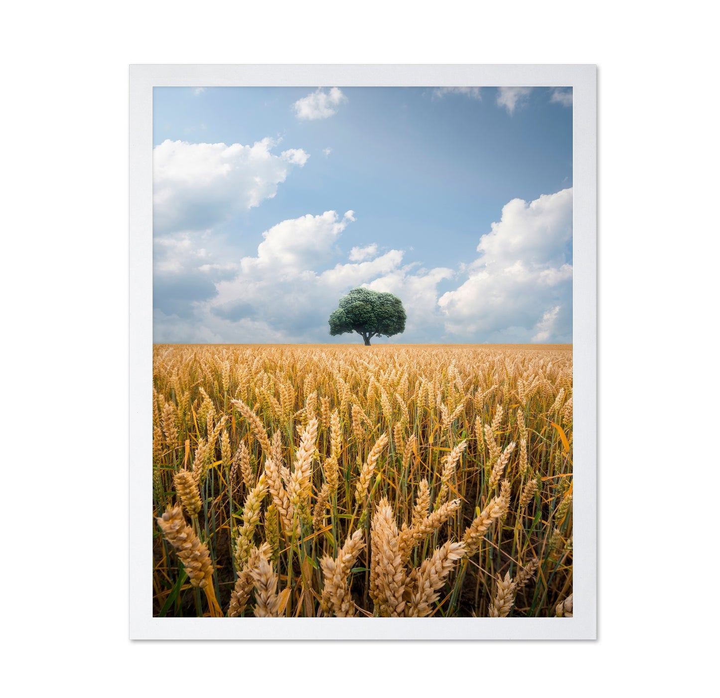 Lone Tree Field No2