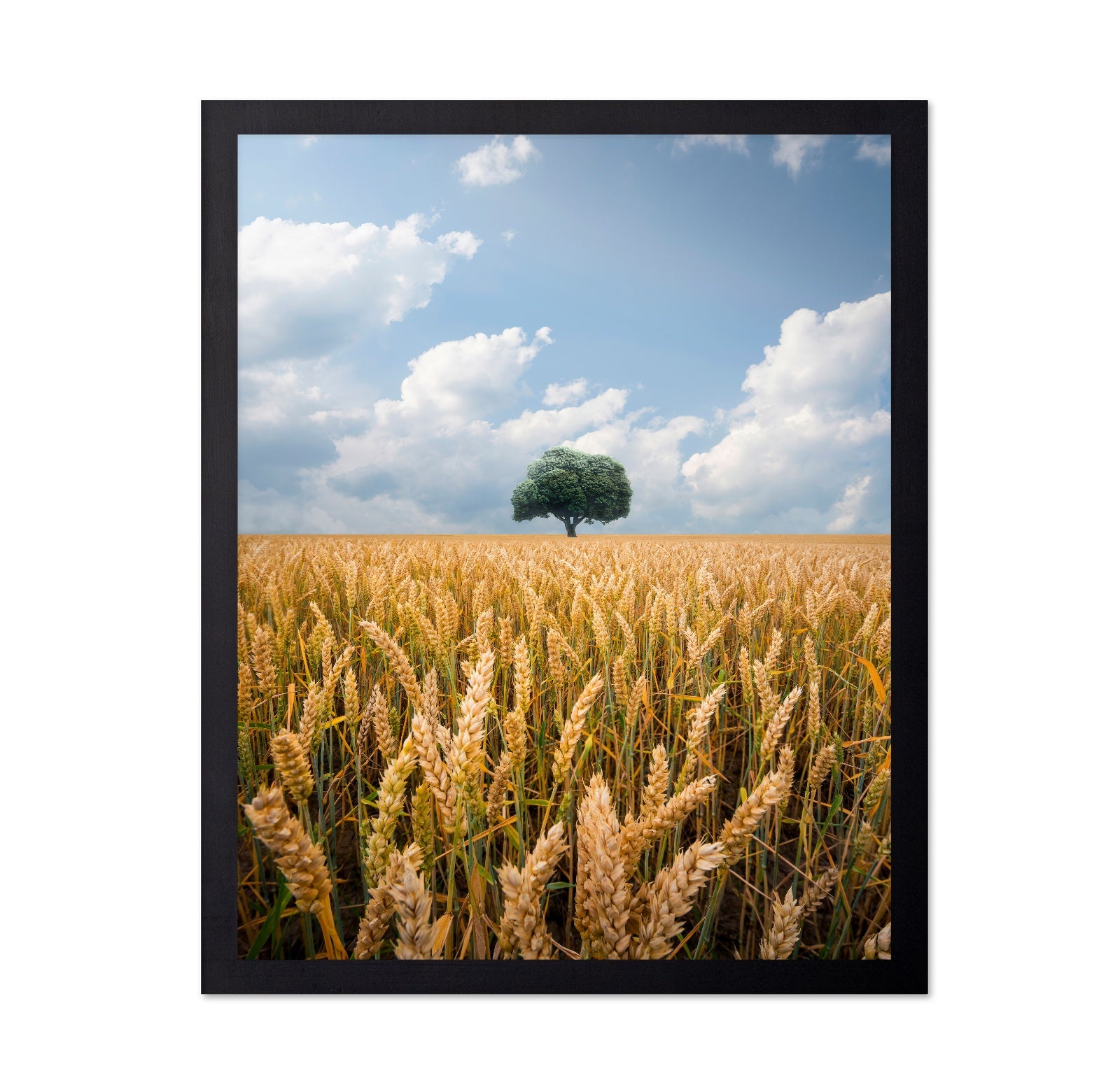 Lone Tree Field No2