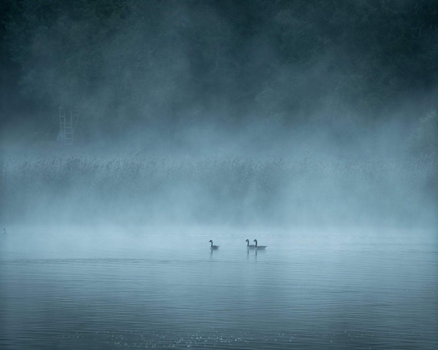 Misty Lake Birds