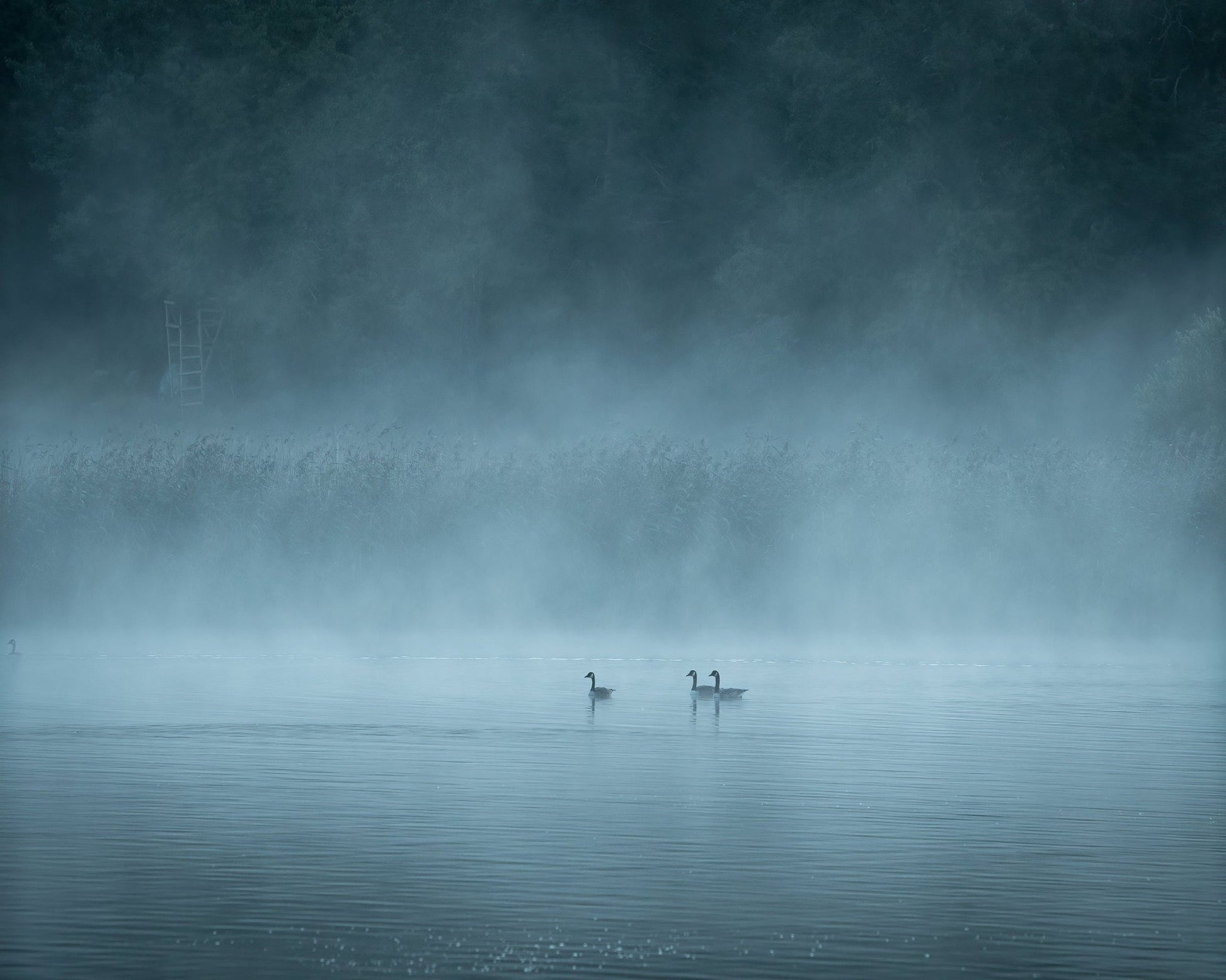 Misty Lake Birds