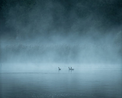 Misty Lake Birds