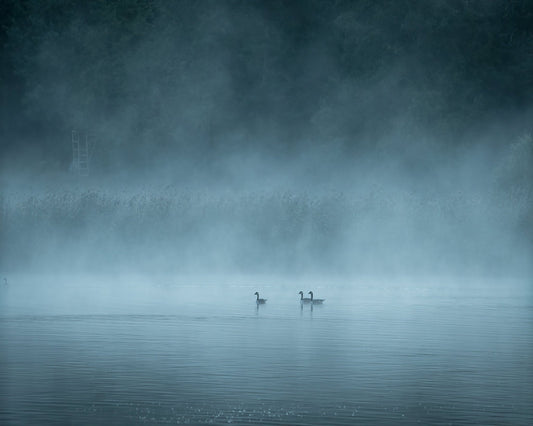 Misty Lake Birds