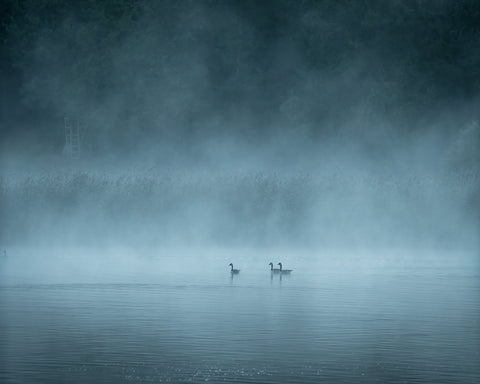 Misty Lake Birds