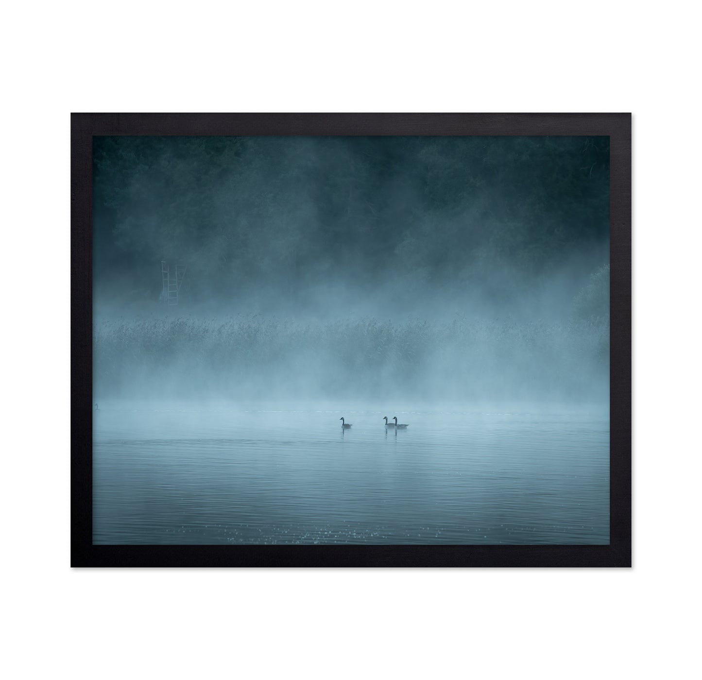 Misty Lake Birds