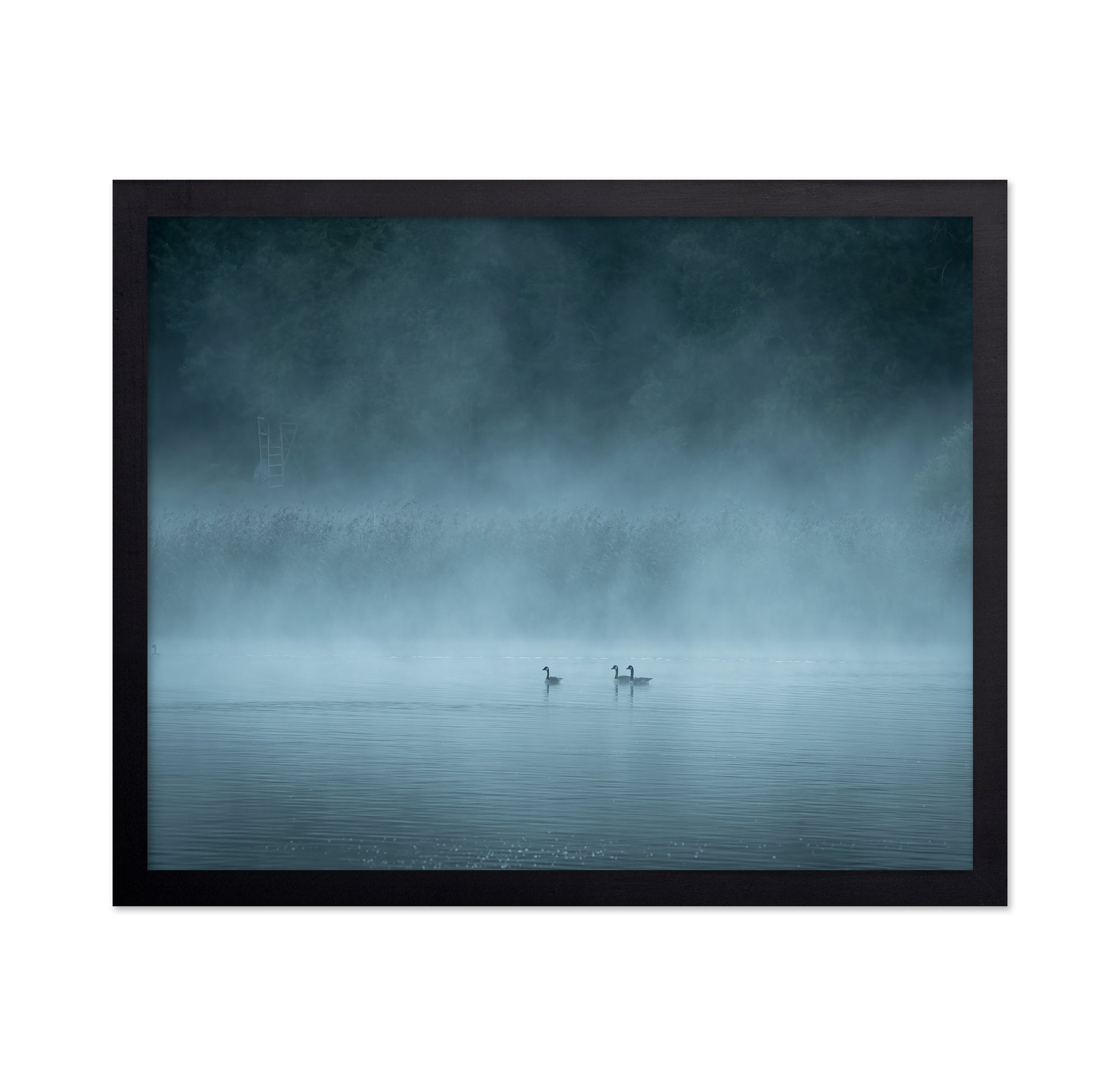 Misty Lake Birds