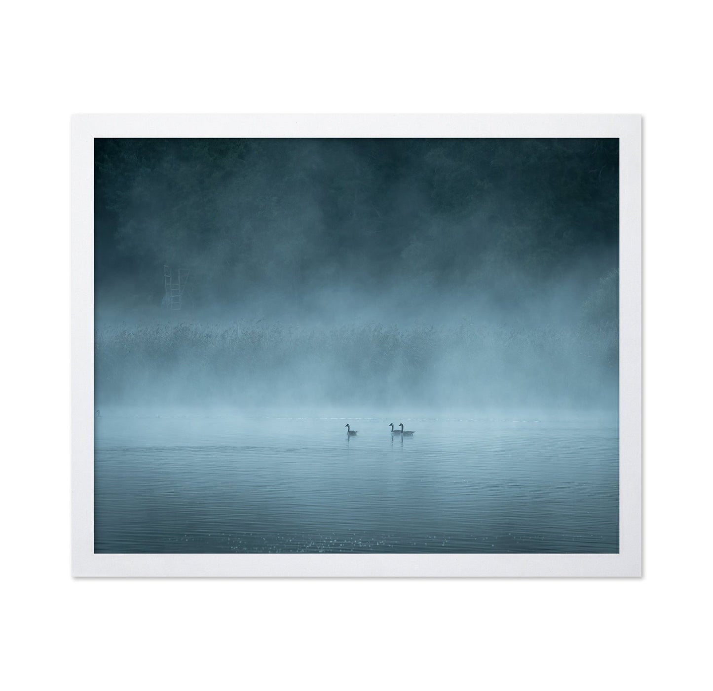 Misty Lake Birds