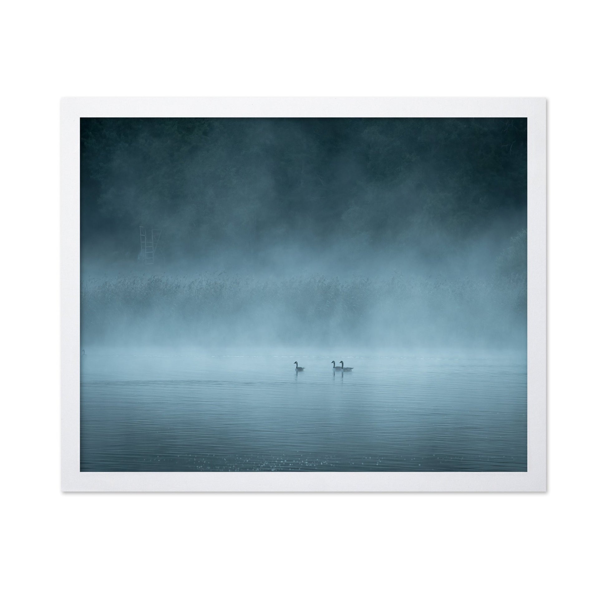 Misty Lake Birds