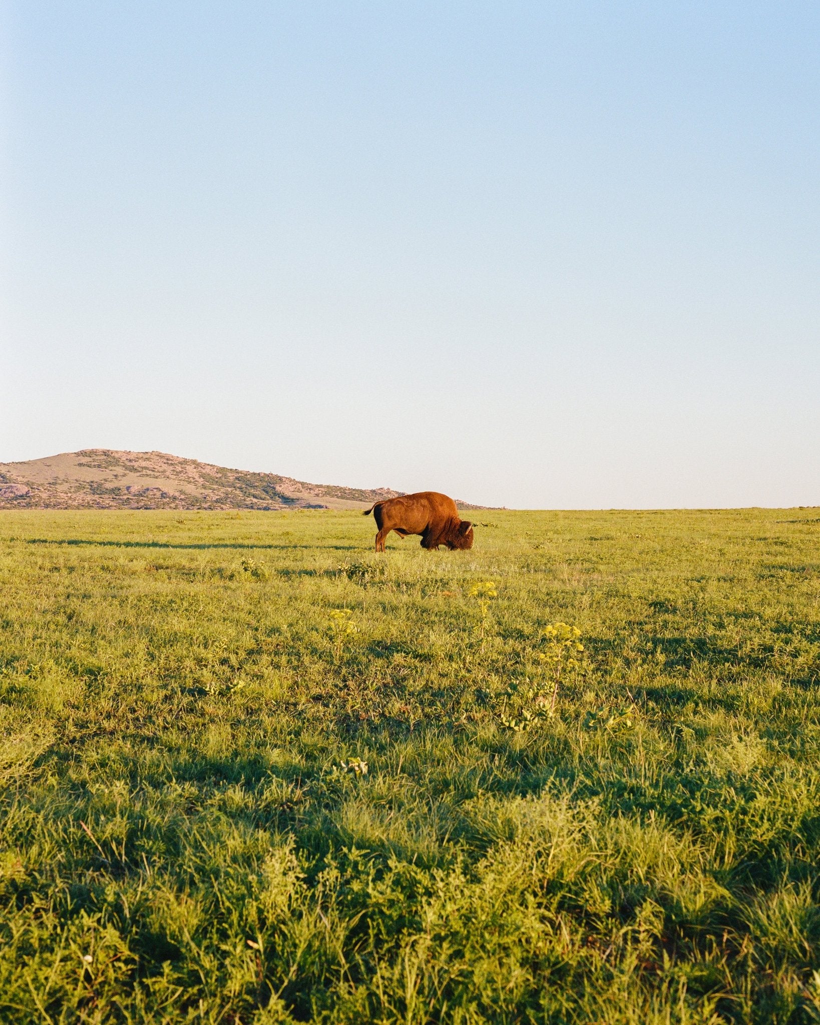 Lone Bison Prairie Landscape Photography