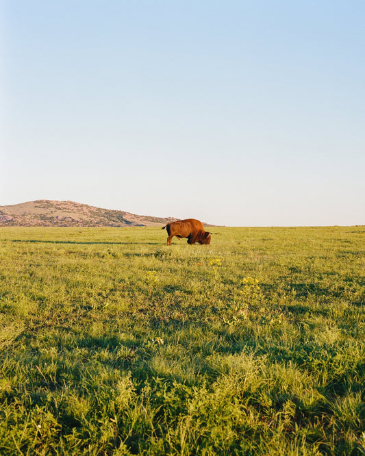 Lone Bison Prairie Landscape Photography