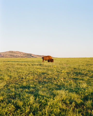 Lone Bison Prairie Landscape Photography