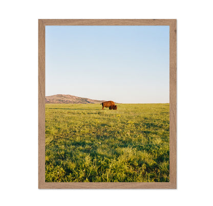 Lone Bison Prairie Landscape Photography