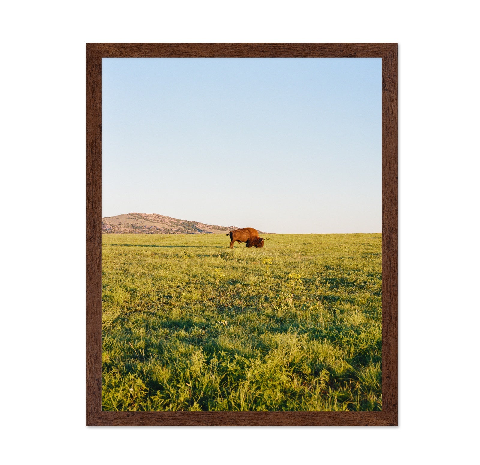 Lone Bison Prairie Landscape Photography