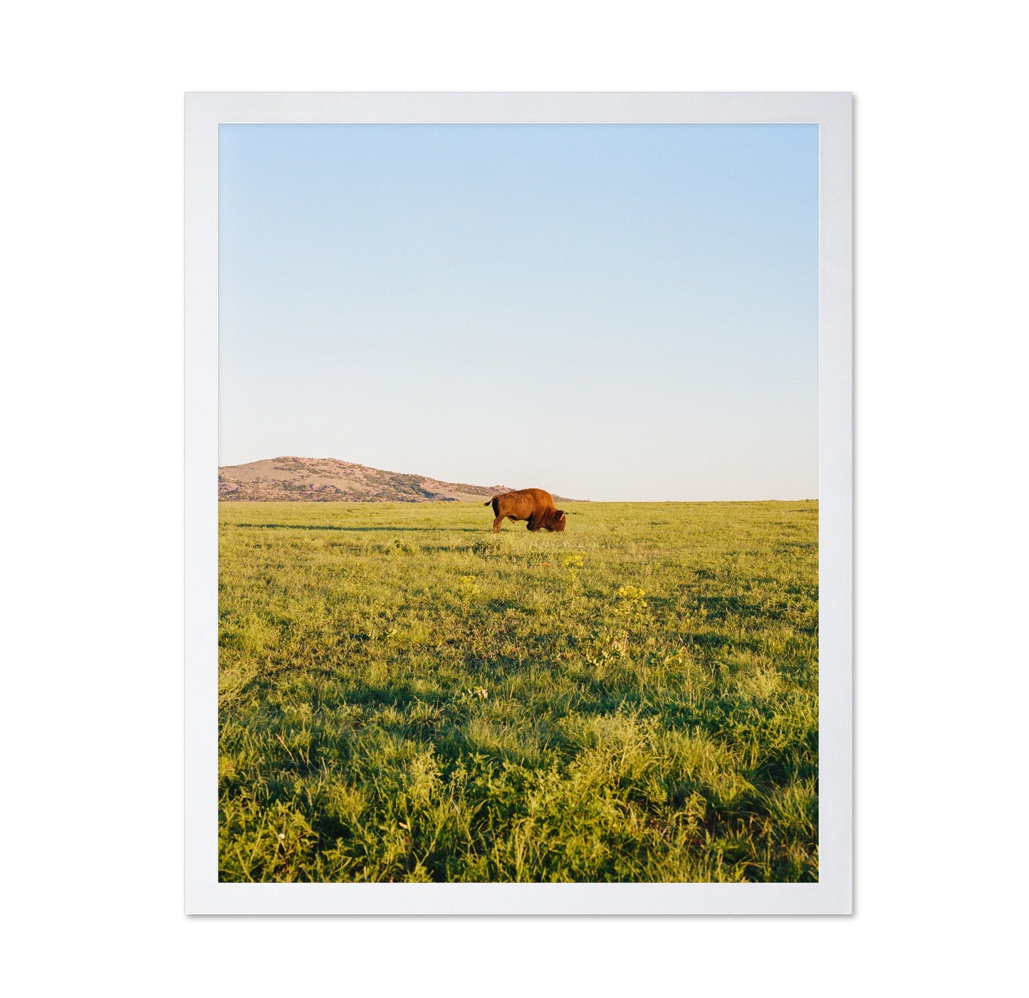 Lone Bison Prairie Landscape Photography