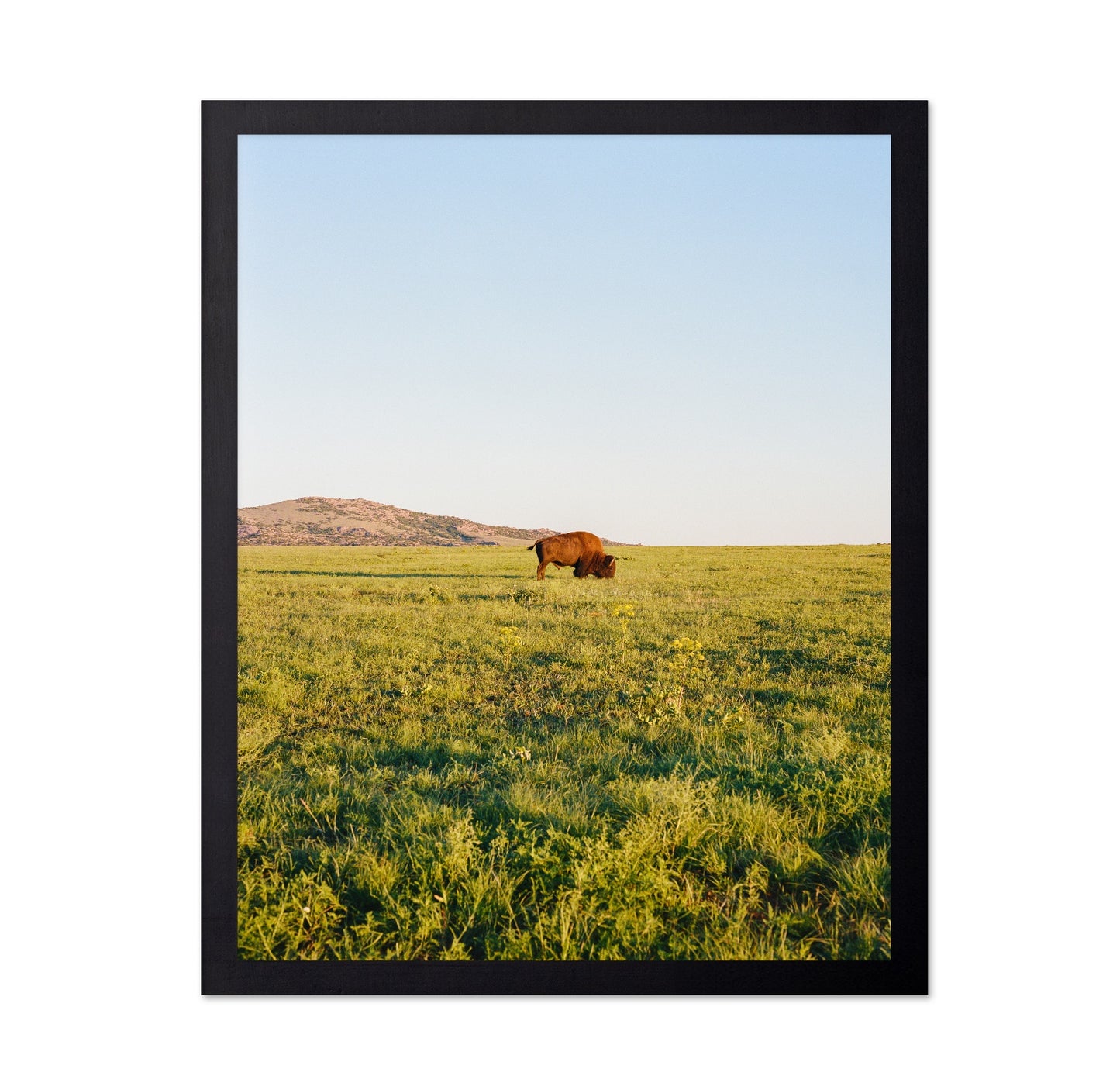 Lone Bison Prairie Landscape Photography