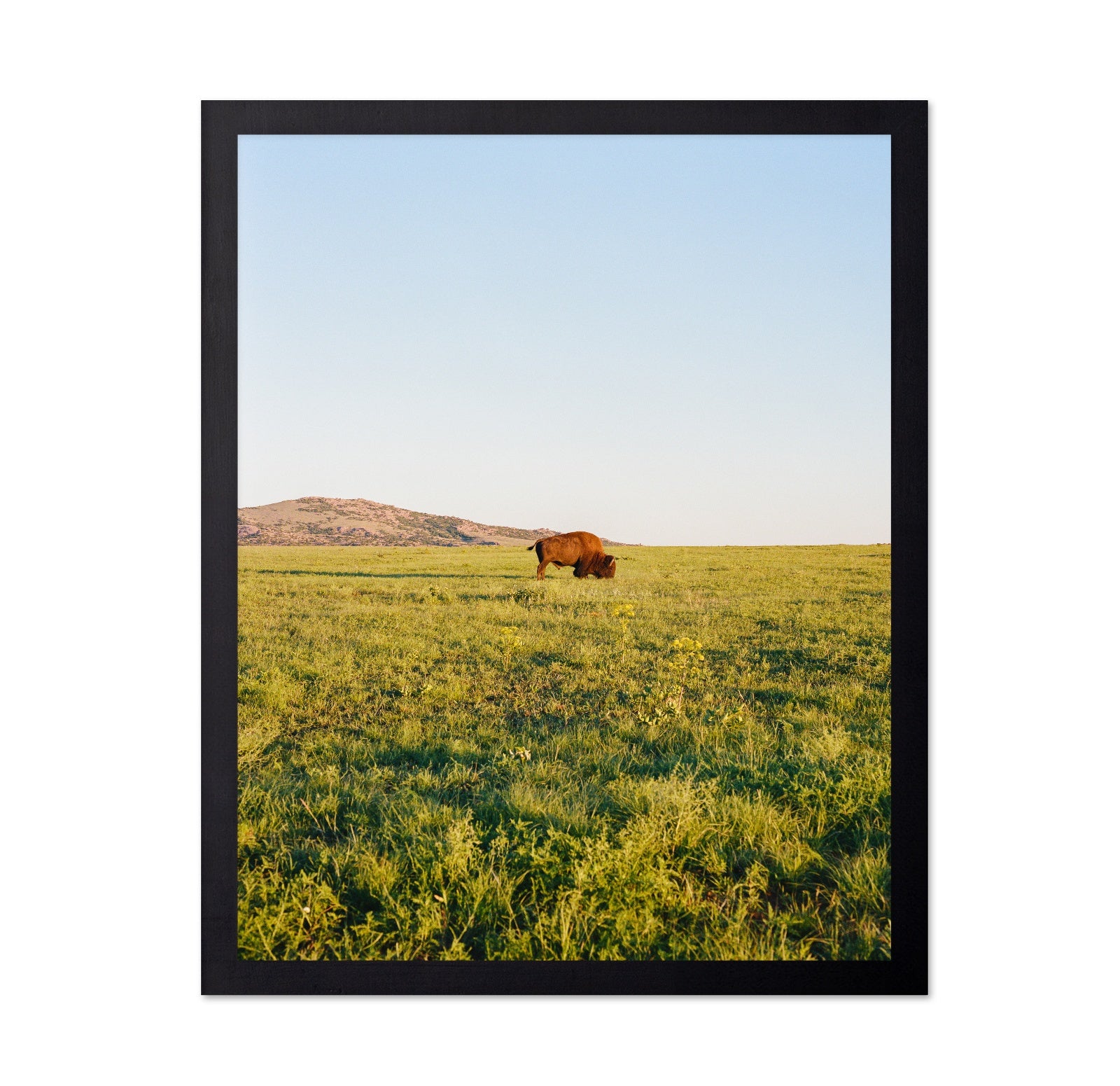 Lone Bison Prairie Landscape Photography