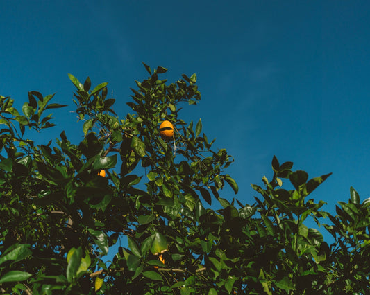 Minimalist Orange Tree Photography