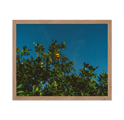 Minimalist Orange Tree Photography