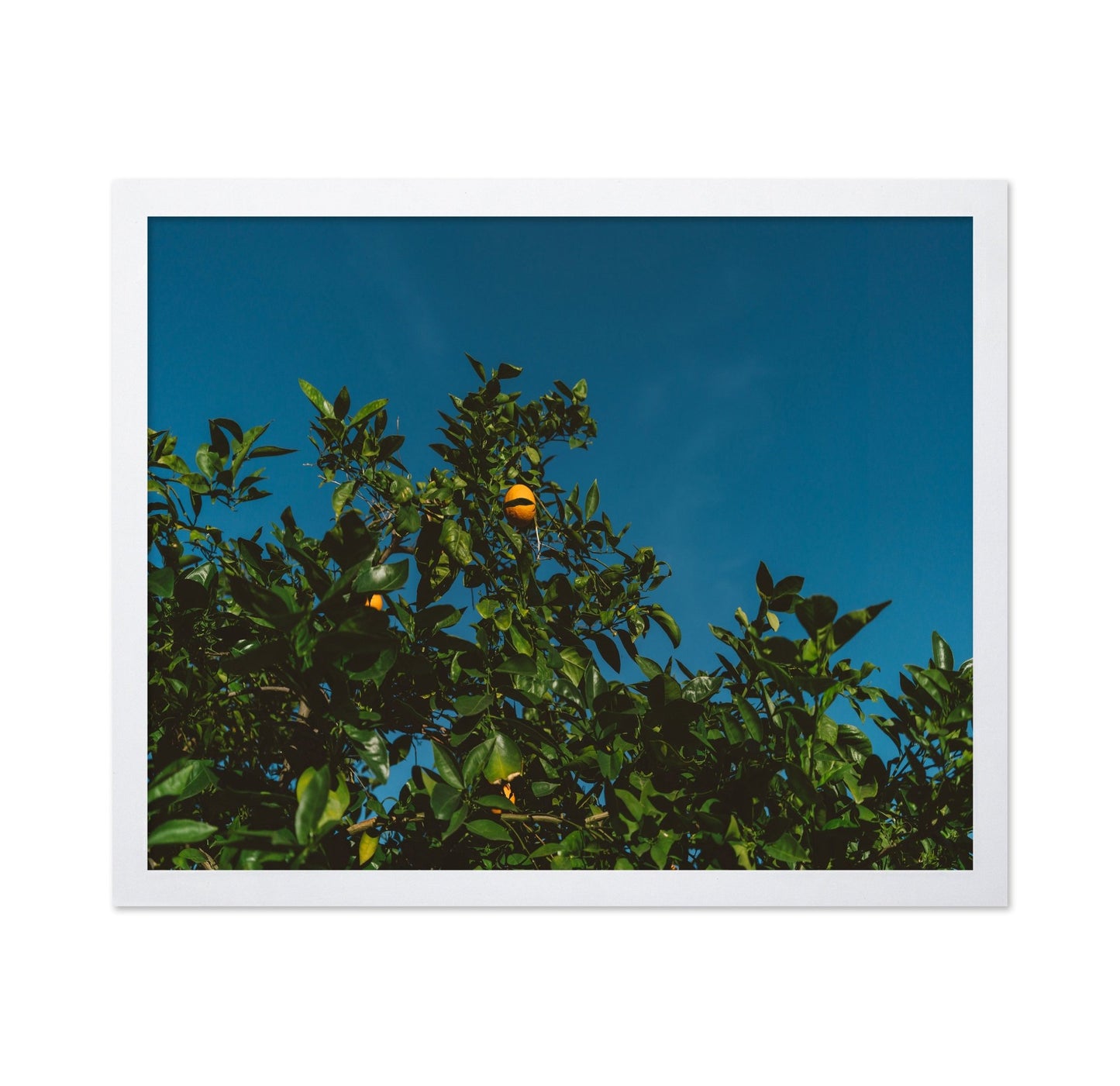 Minimalist Orange Tree Photography