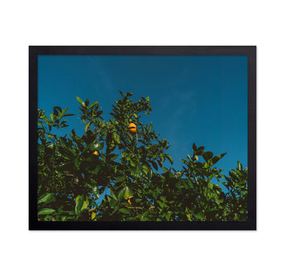 Minimalist Orange Tree Photography