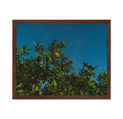 Minimalist Orange Tree Photography