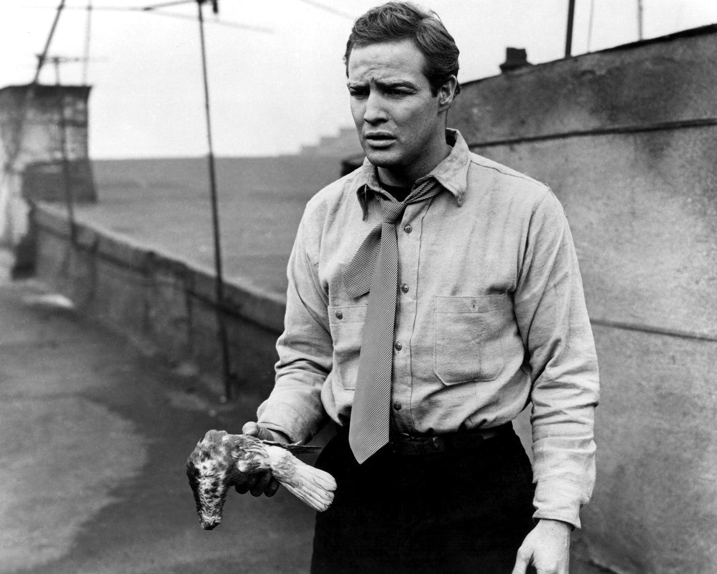 On the Waterfront 1954 Marlon Brando No3