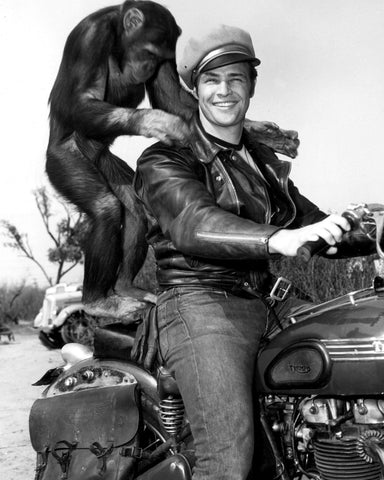 The Wild One 1953 Marlon Brando No3