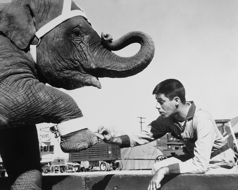 Three Ring Circus 1954 Jerry Lewis