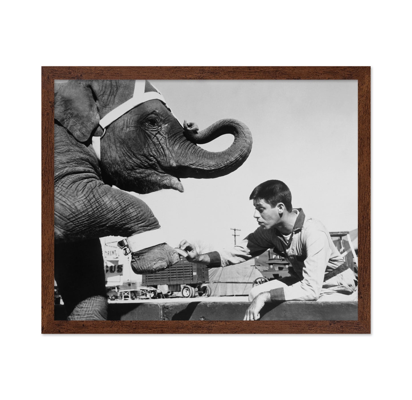 Three Ring Circus 1954 Jerry Lewis