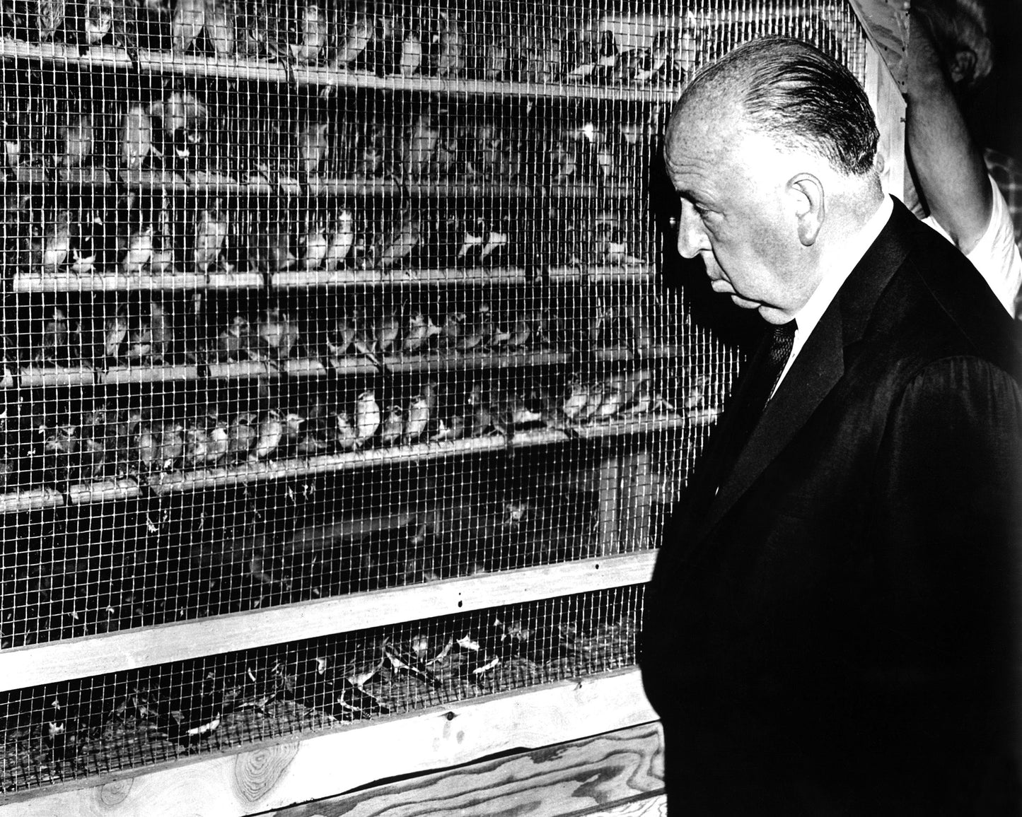 The Birds 1963 Alfred Hitchcock