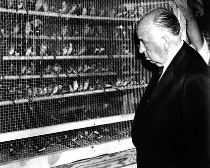 The Birds 1963 Alfred Hitchcock