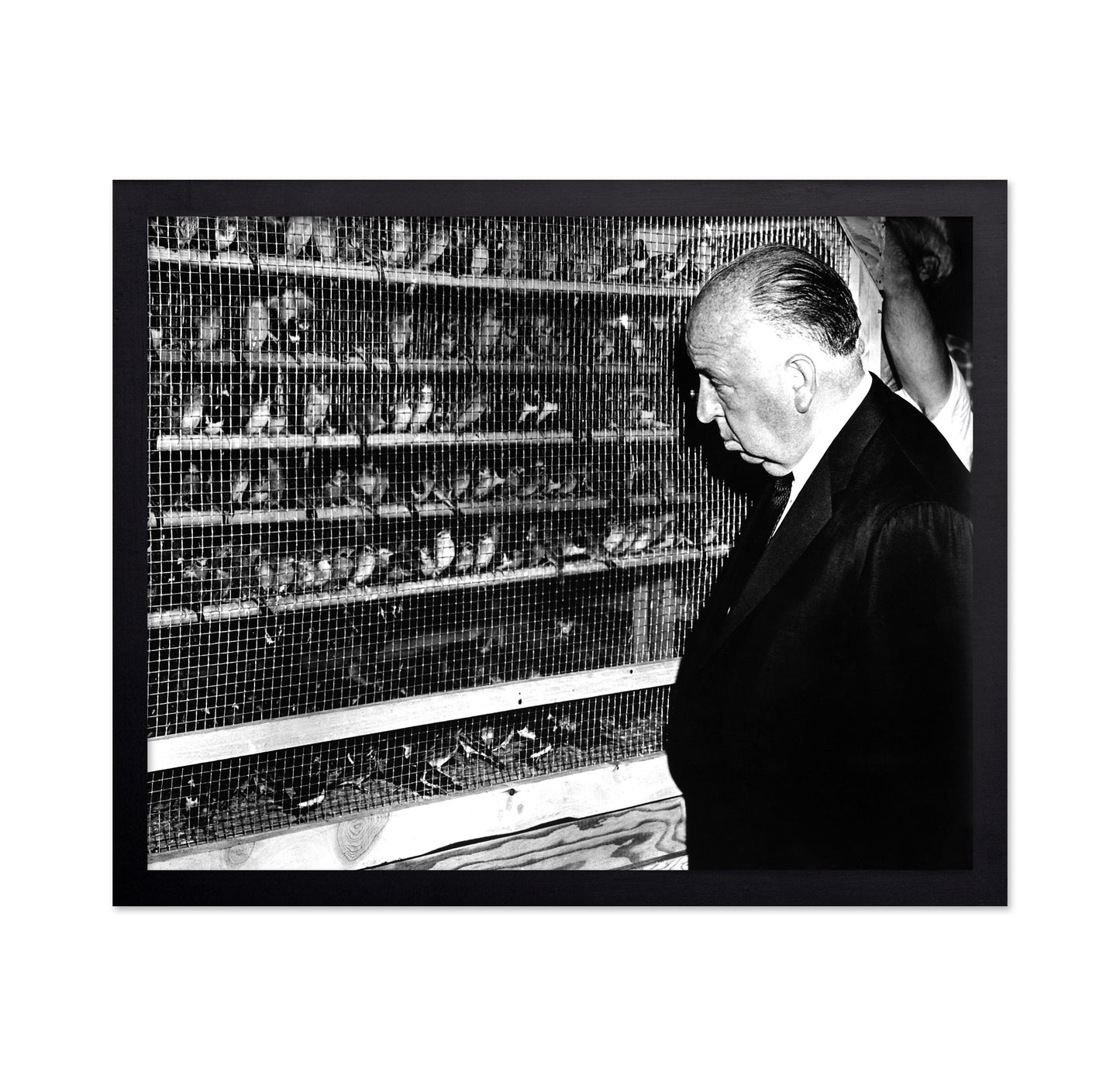 The Birds 1963 Alfred Hitchcock