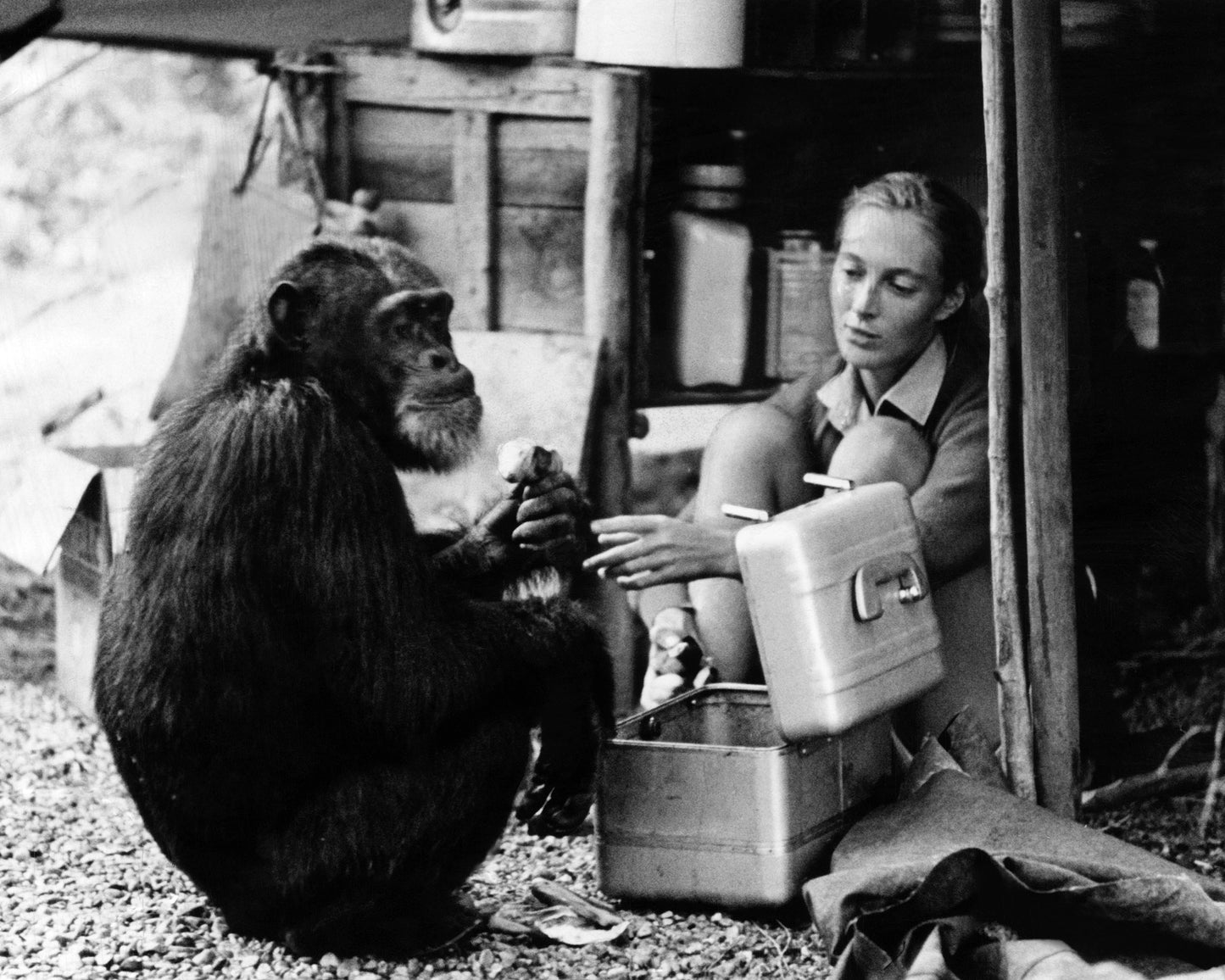 Jane Goodall & David Greybeard 1965