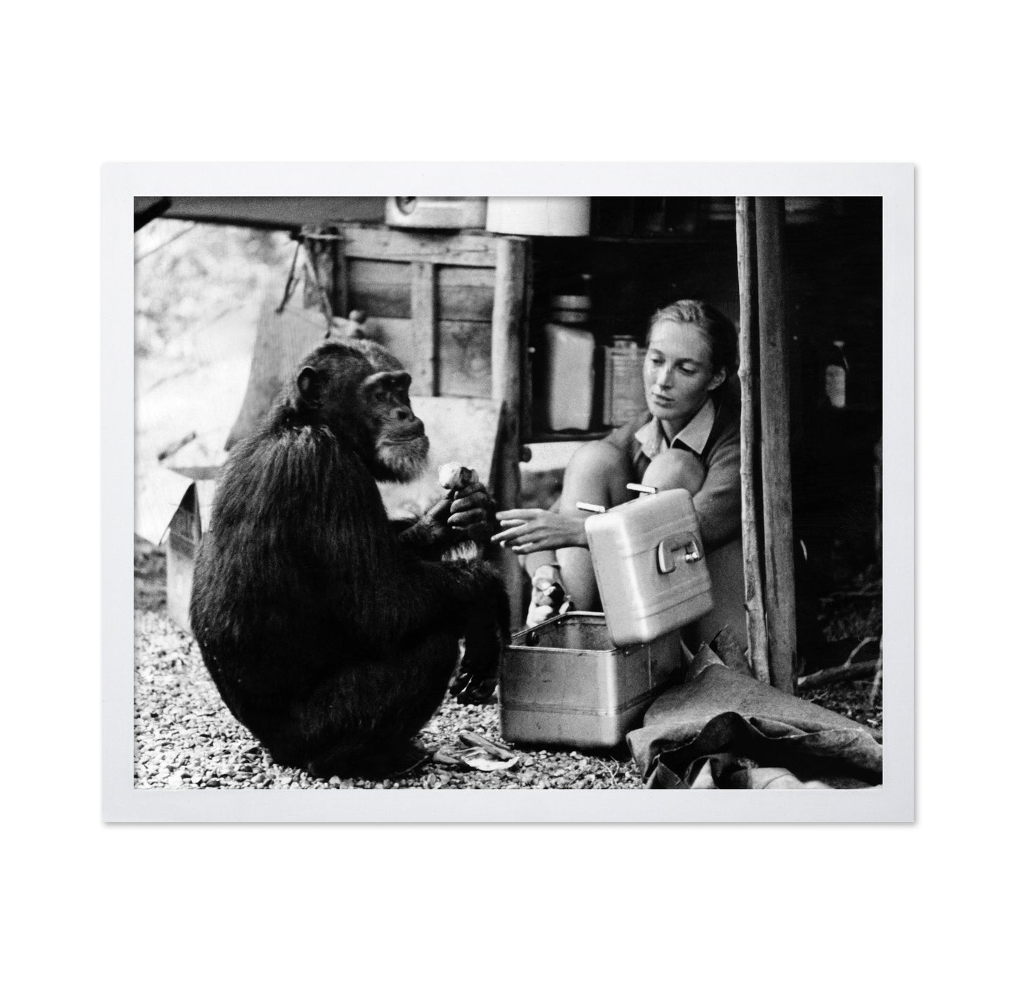 Jane Goodall & David Greybeard 1965