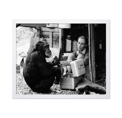Jane Goodall & David Greybeard 1965