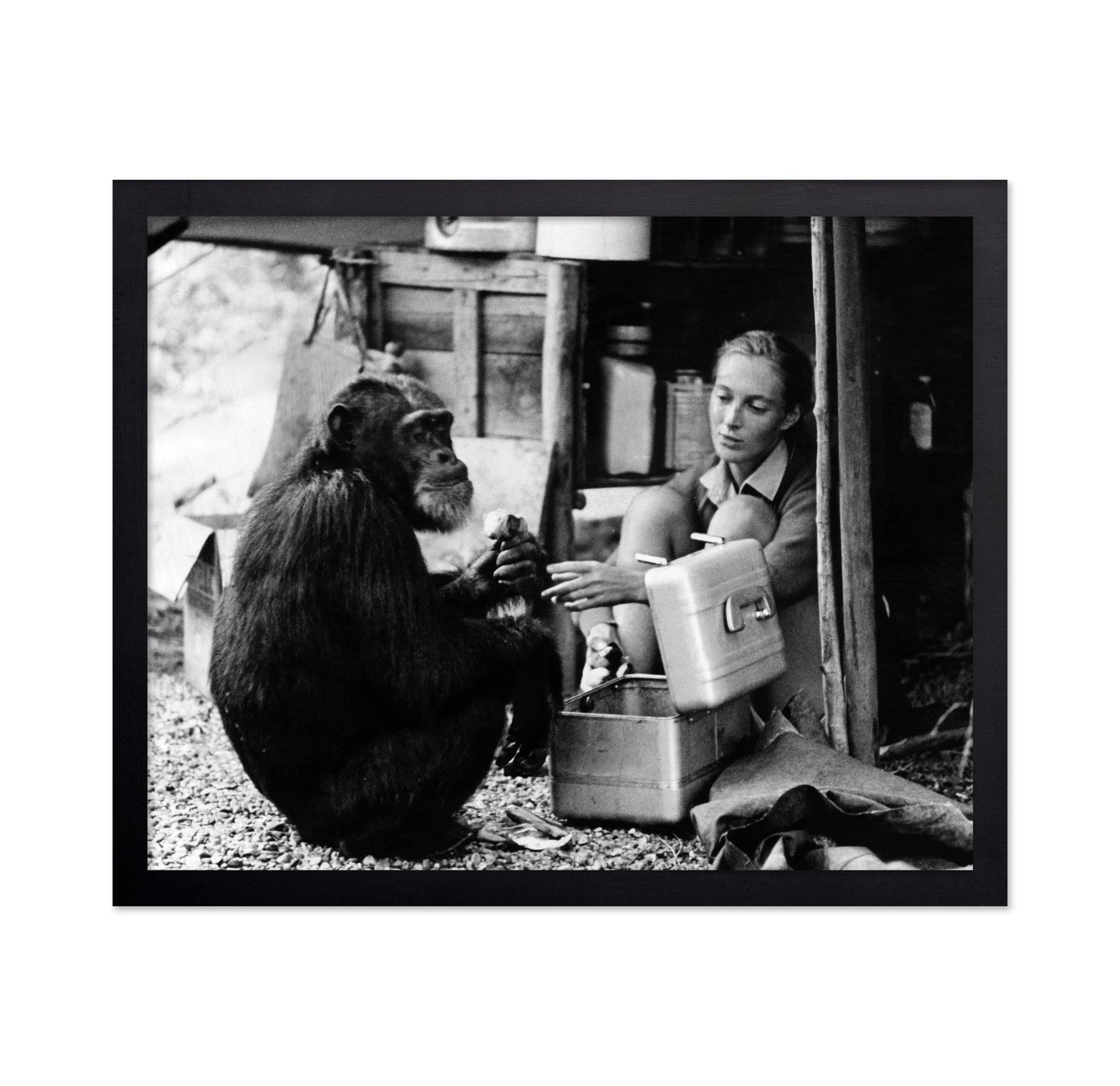 Jane Goodall & David Greybeard 1965