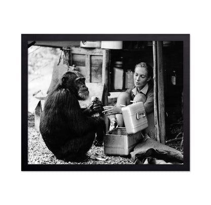 Jane Goodall & David Greybeard 1965