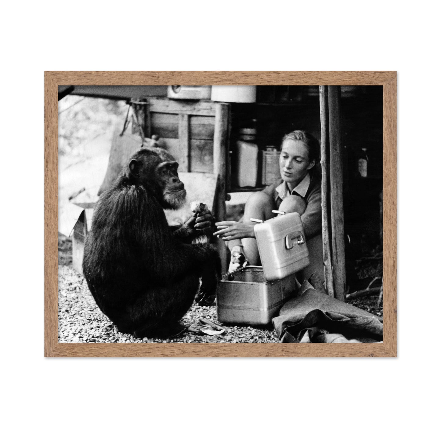 Jane Goodall & David Greybeard 1965