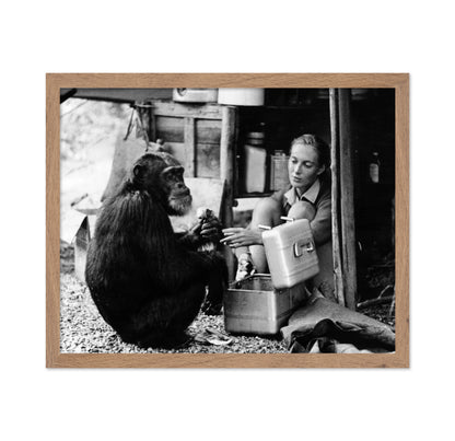 Jane Goodall & David Greybeard 1965