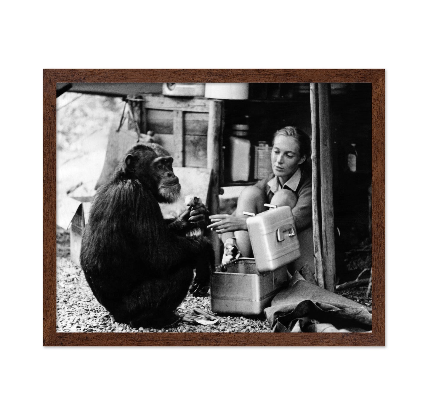 Jane Goodall & David Greybeard 1965