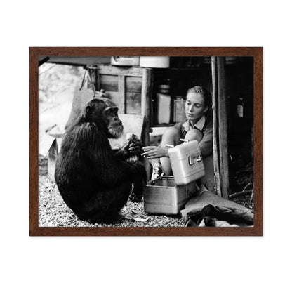 Jane Goodall & David Greybeard 1965