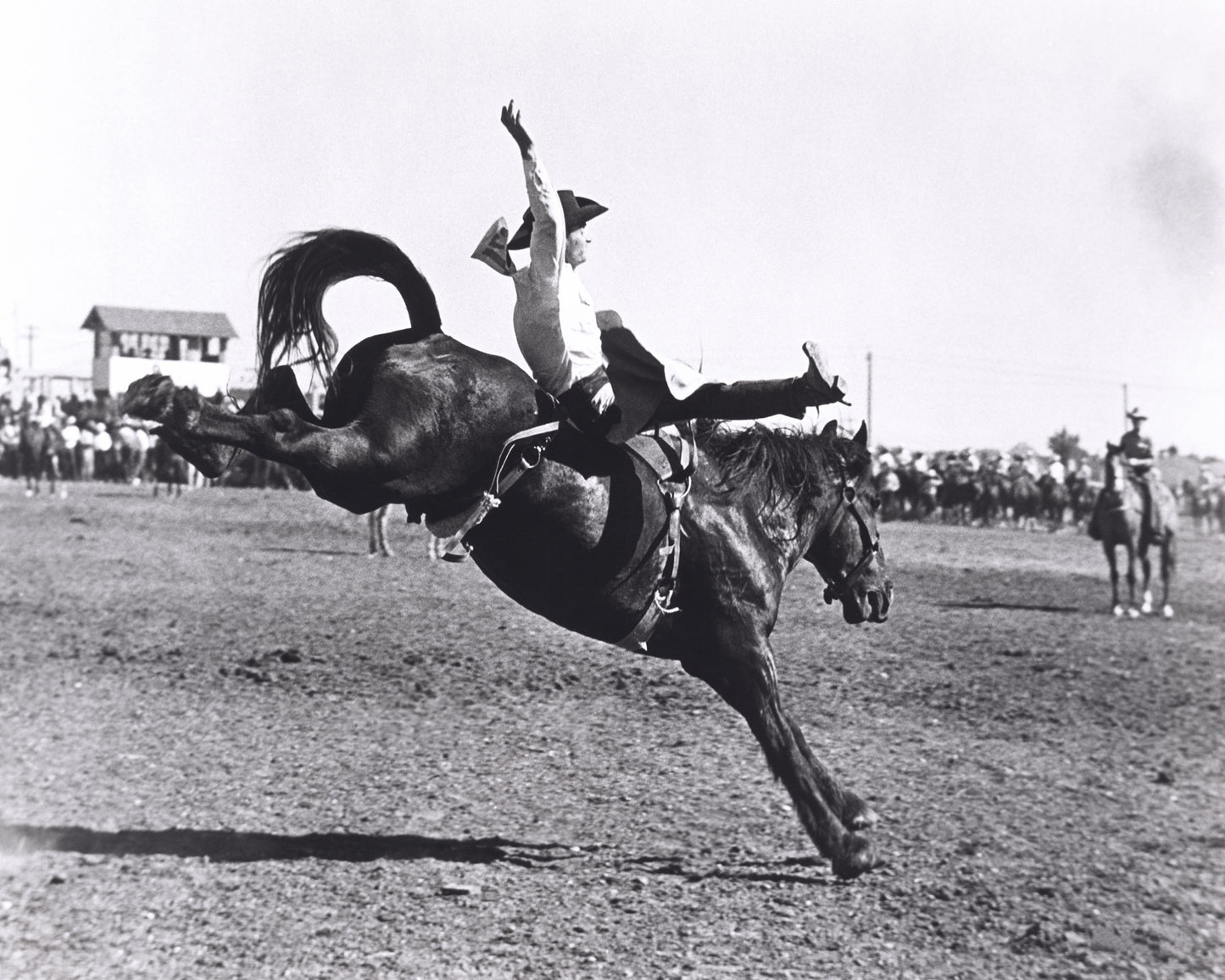 Rodeo Bucking Horse