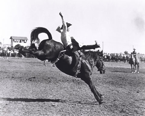 Rodeo Bucking Horse