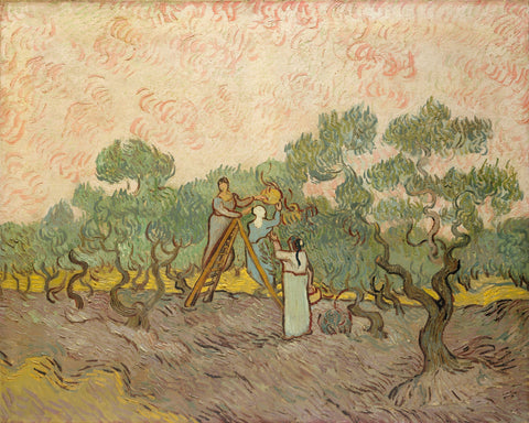 Picking Olives 1889